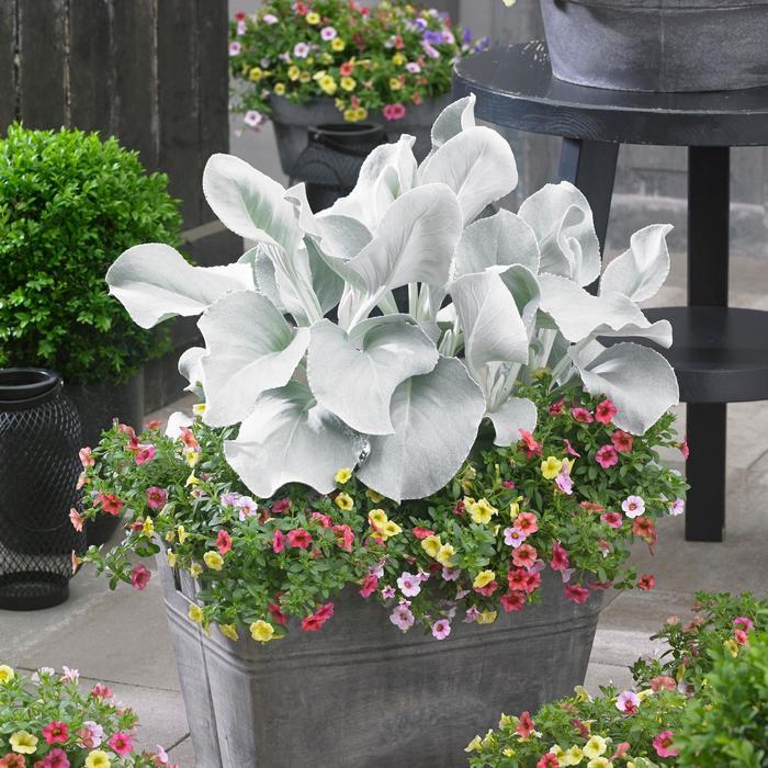 Senecio candicans Angel Wings