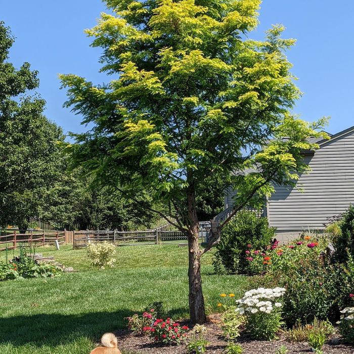 Metasequoia glyptostroboides Amber Glow™