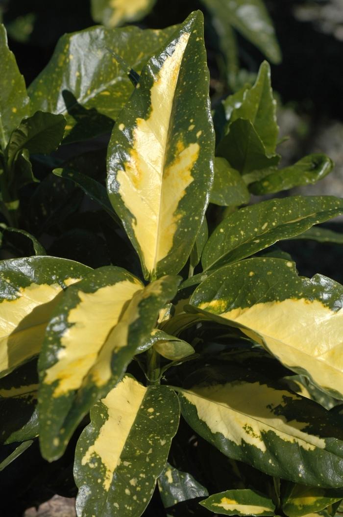 Aucuba japonica Picturata
