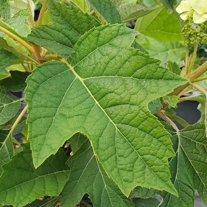 Hydrangea quercifolia Munchkin