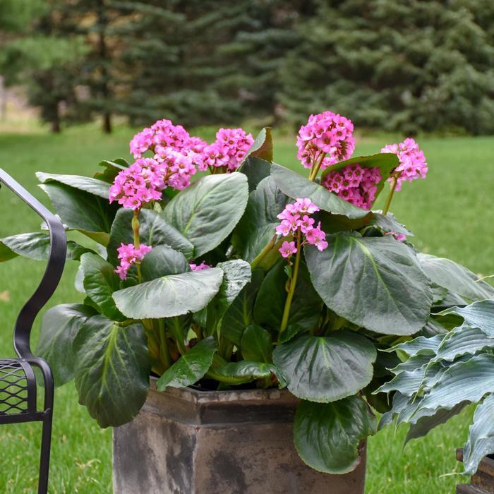 Bergenia Miss Piggy