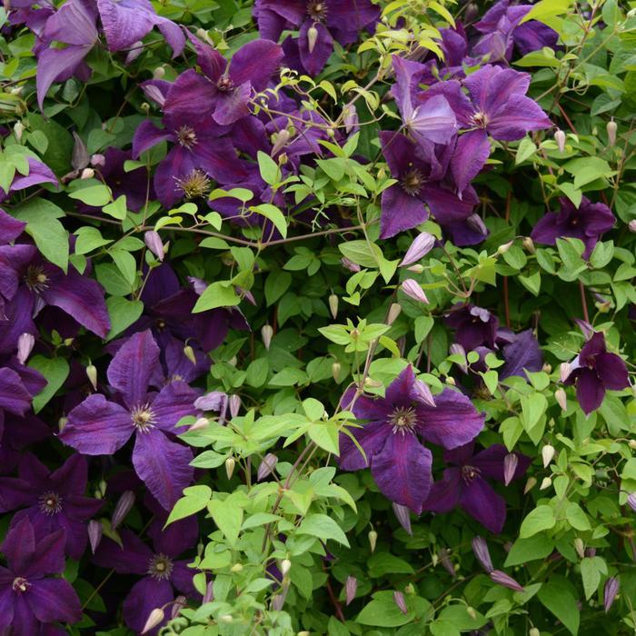 Clematis viticella Polish Spirit