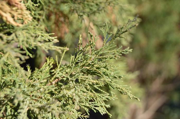 Juniperus virginiana Taylor
