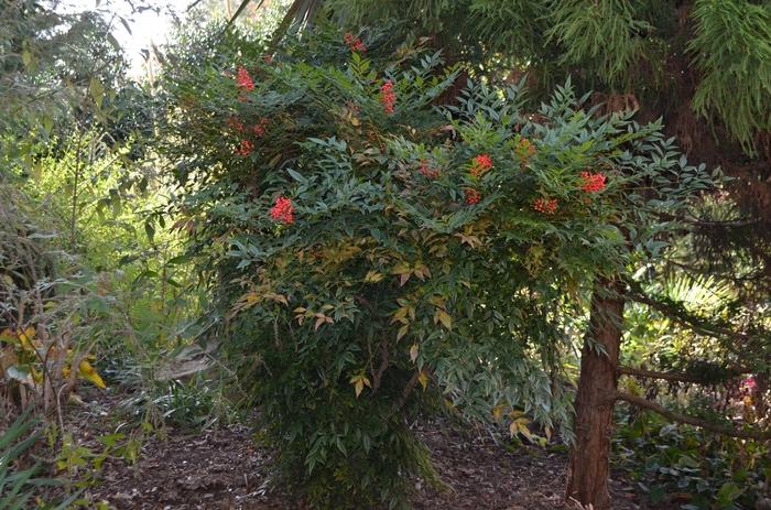 Nandina domestica Sunray®