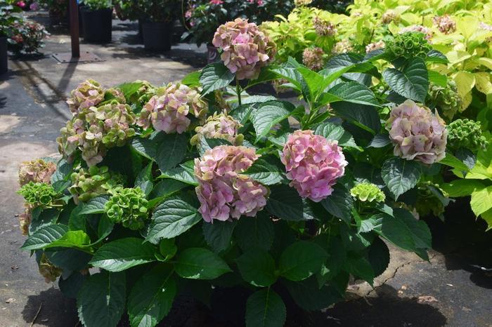 Hydrangea Macrophylla Froggie&trade;