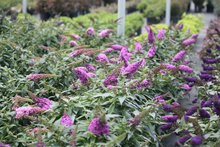 Buddleia Pugster Periwinkle®