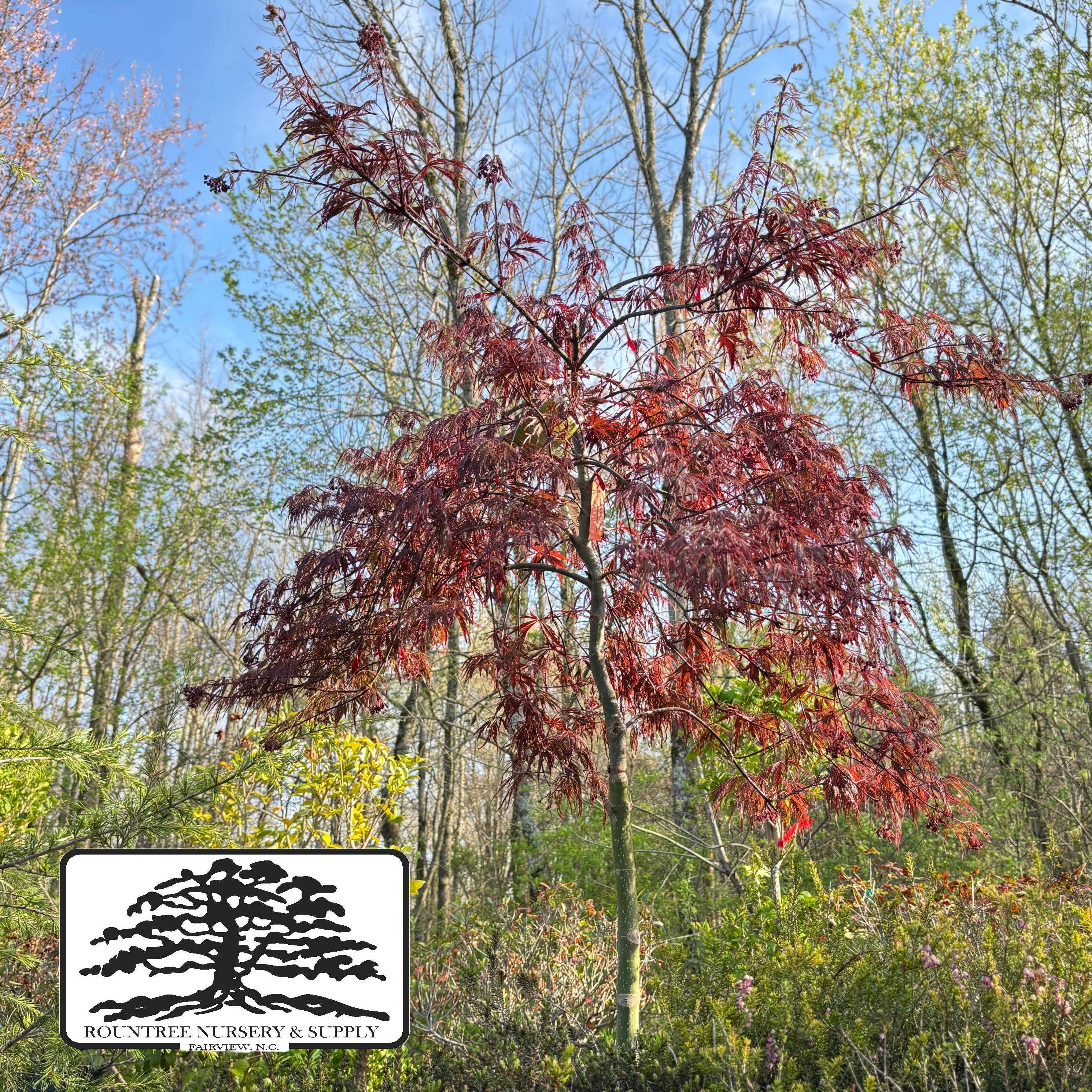Japanese Maple 'Ever Red' - Spring Color