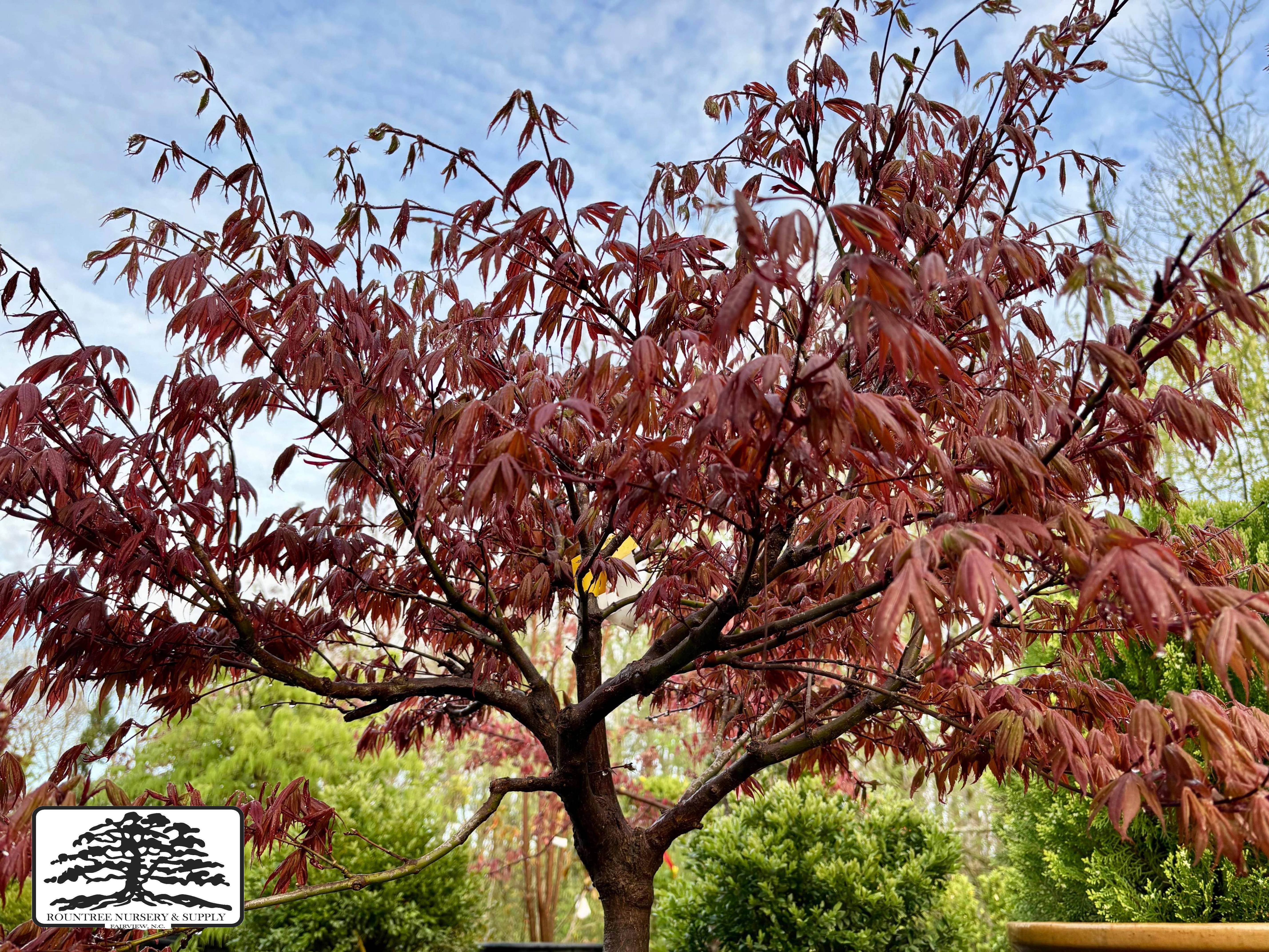 Japanese Maple 'Oregon Sunset' - Spring Color