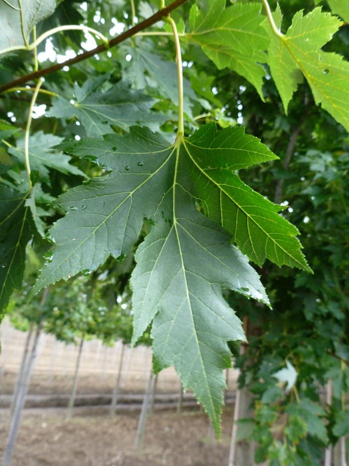 Acer x freemanii Celebration®
