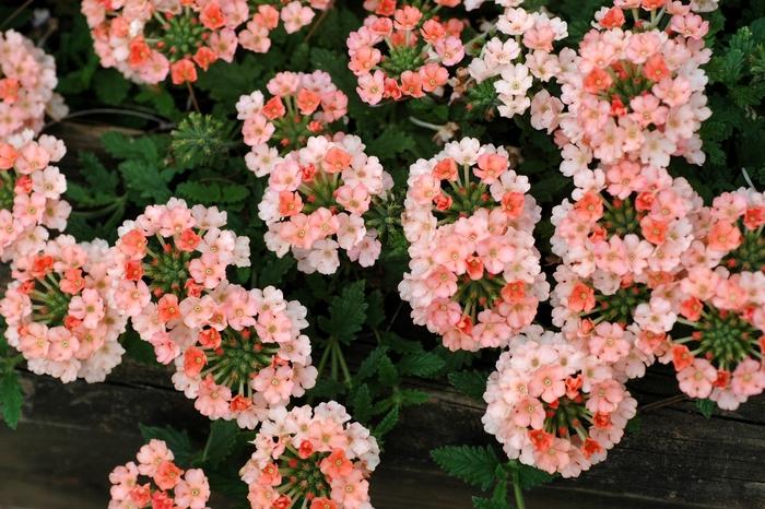 Verbena Lanai® Peach