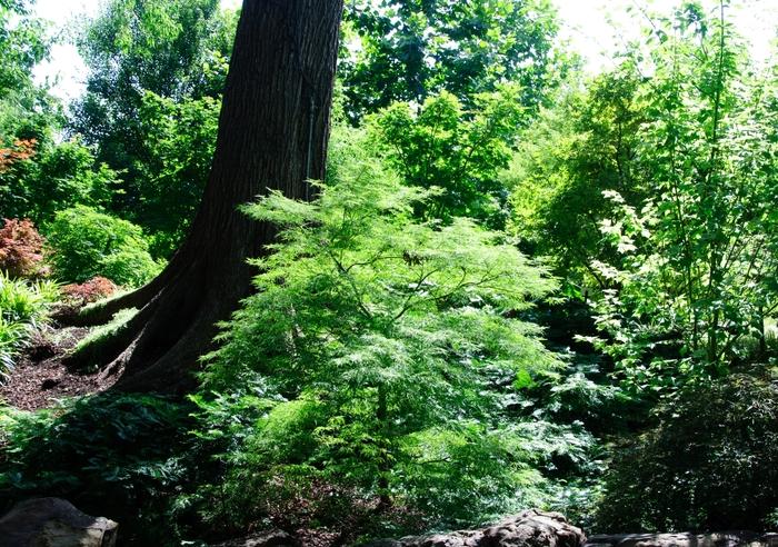 Acer palmatum Baldsmith