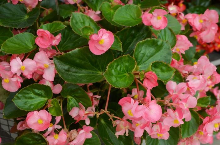 Begonia x benariensis Big™ Pink Green Leaf