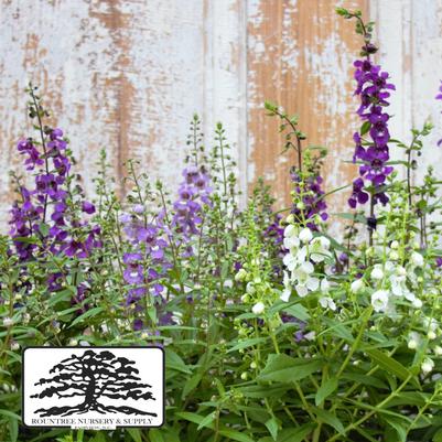 Angelonia angustifolia Serena® Waterfall Mix