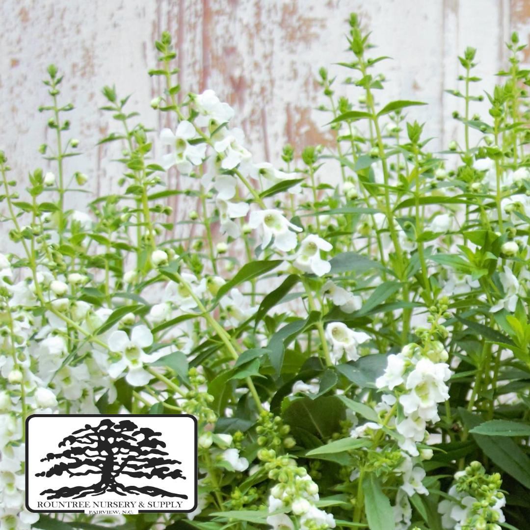 Angelonia angustifolia Serena® White