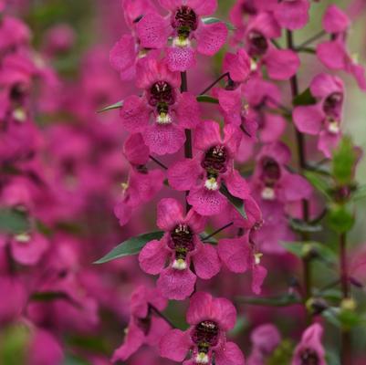 Angelonia angustifolia Serena® Rose