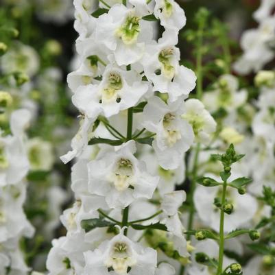 Angelonia angustifolia Archangel™ White