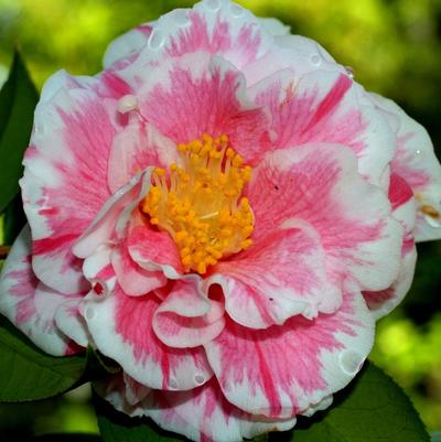 Camellia japonica Herme