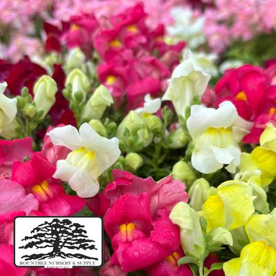 Antirrhinum majus Snapshot™ Spring Mix