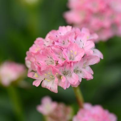 Armeria pseudarmeria Dreameria® Daydream