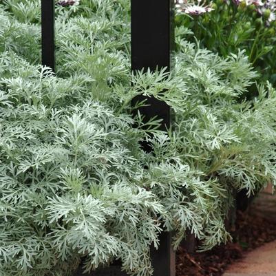 Artemisia Powis Castle