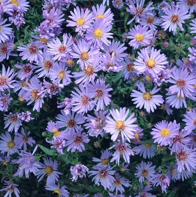 Aster novi-belgii Wood's Light Blue