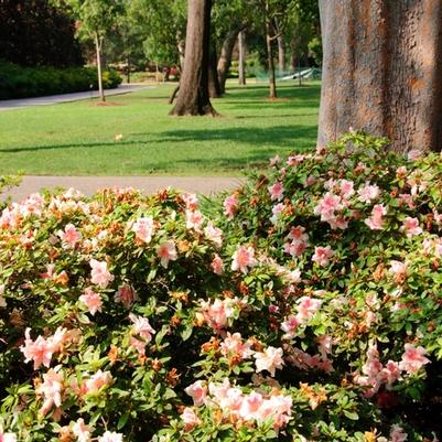 Rhododendron Encore® Autumn Belle®