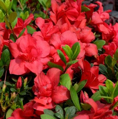 Rhododendron Encore® Autumn Bonfire®