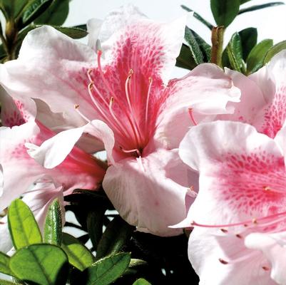 Rhododendron Encore® Autumn Chiffon™