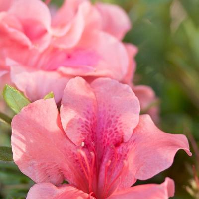 Rhododendron Encore® Autumn Coral®