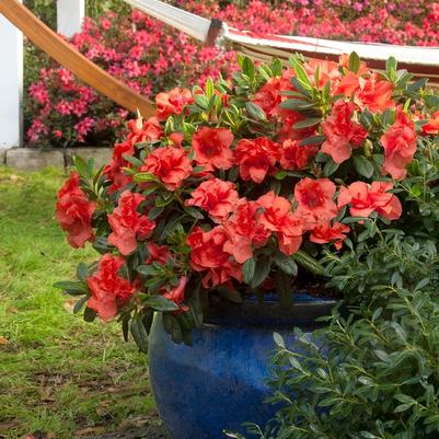 Rhododendron Encore® Autumn Embers™