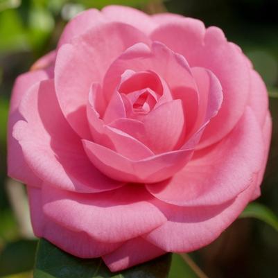 Camellia japonica Jerry Hill