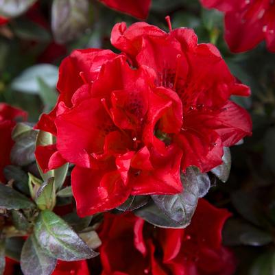 Rhododendron Encore® Autumn Fire®