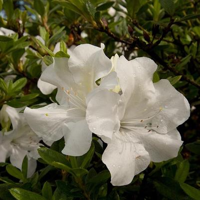 Rhododendron Encore® Autumn Ivory®