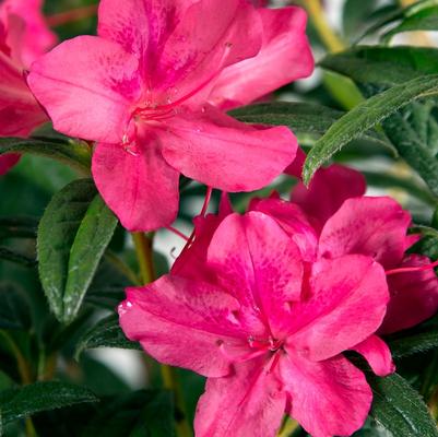 Rhododendron Encore® Autumn Jewel®