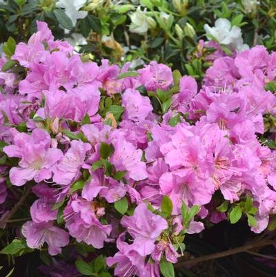 Rhododendron Encore® Autumn Lilac®