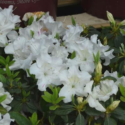 Rhododendron Encore® Autumn Lily®