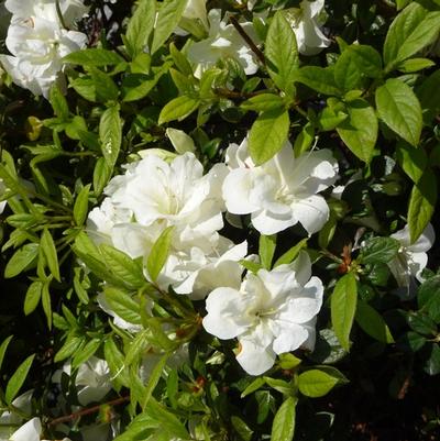 Rhododendron Encore® Autumn Moonlight®