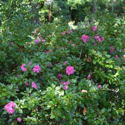 Rhododendron Encore® Autumn Princess®