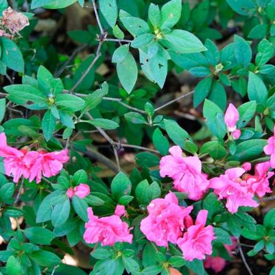 Rhododendron Encore® Autumn Rouge®