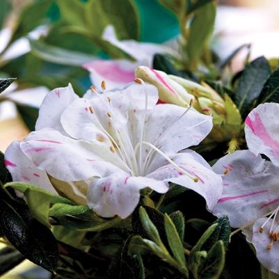 Rhododendron Encore® Autumn Starlite®