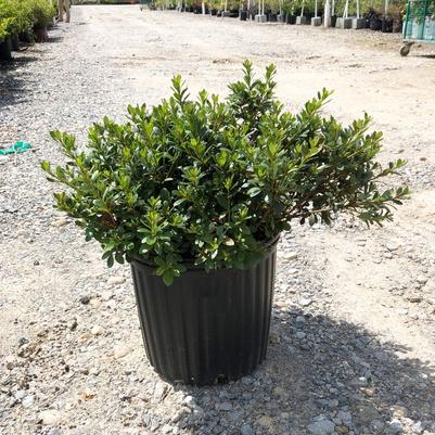 Rhododendron Satsuki hybrid Gumpo Pink
