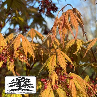 Acer palmatum Ariadne