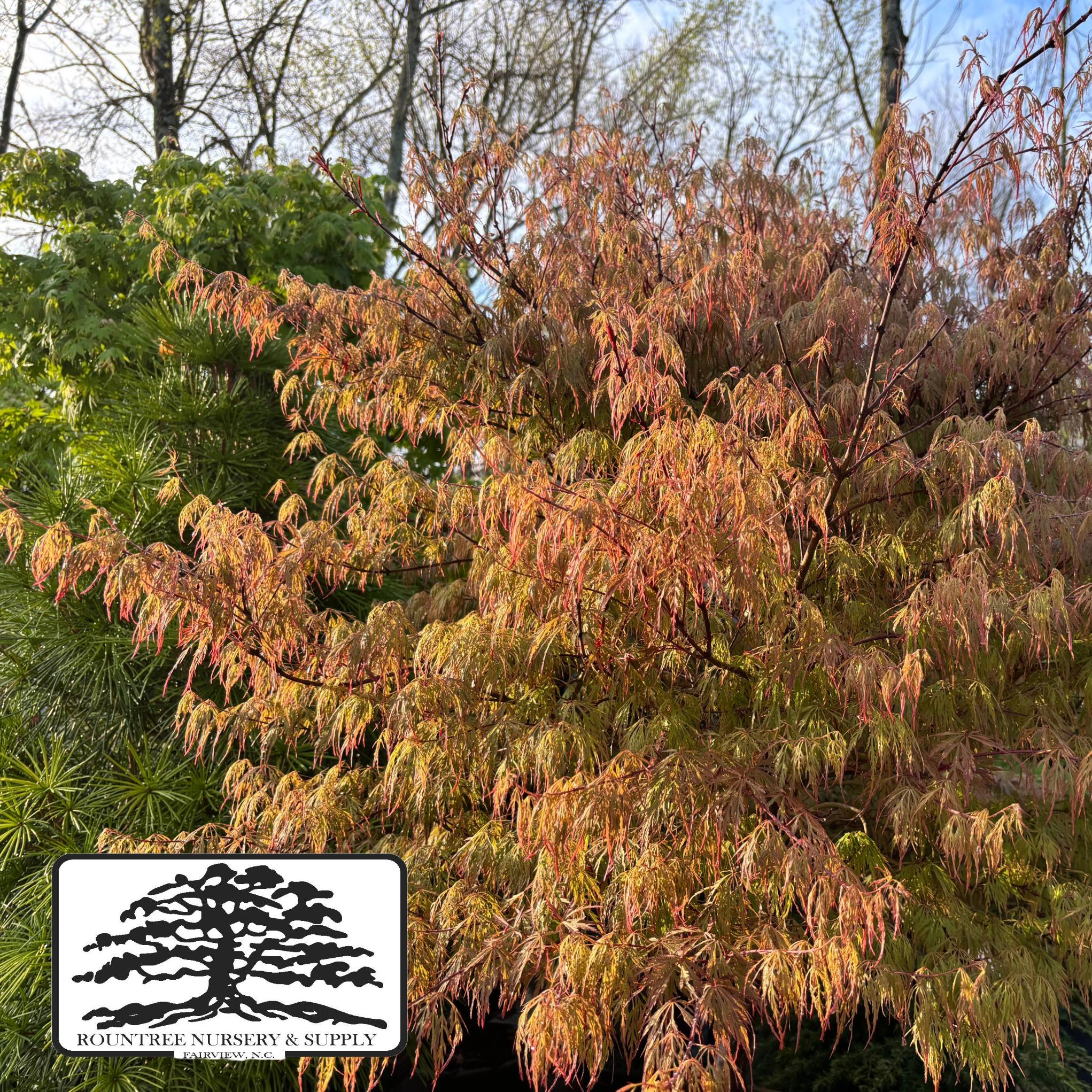 Acer palmatum Baldsmith