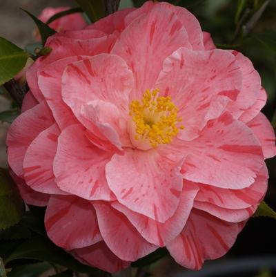 Camellia japonica Lady Laura
