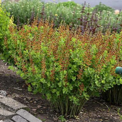 Baptisia Decadence® Cherries Jubilee