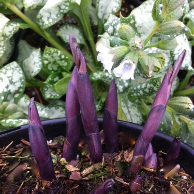 Baptisia Prairieblues™ Solar Flare