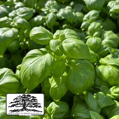 Ocimum basilicum Genovese