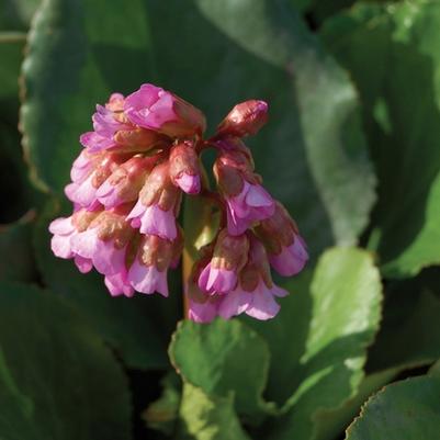Bergenia cordifolia 