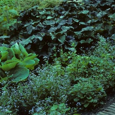 Brunnera macrophylla 