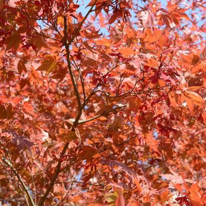 Acer palmatum Oshio-Beni